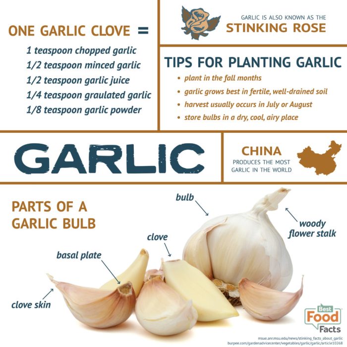 Garlic clove nutrition facts