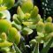 When to Water Jade Plant A Comprehensive Guide