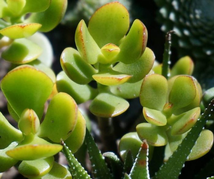 When to water jade plant