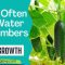 How Often Should I Water My Cucumber Plants?