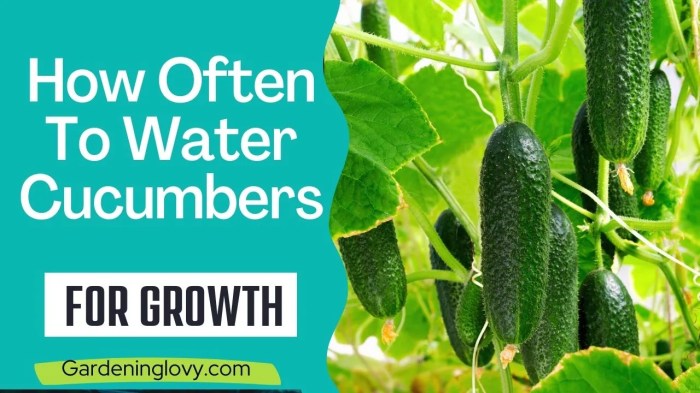 How often should i water my cucumber plants