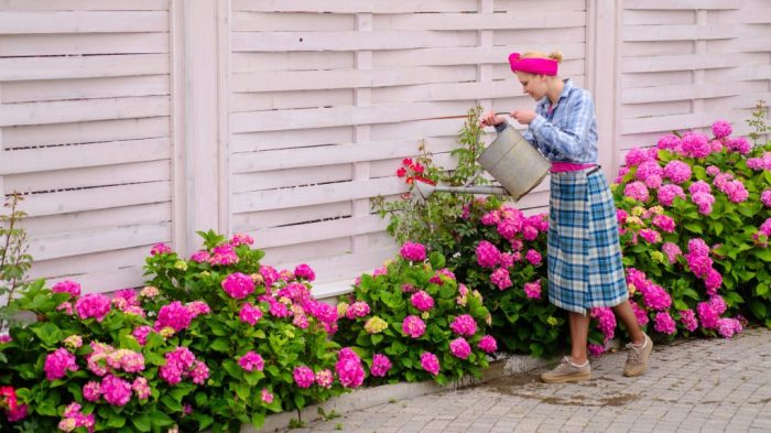 How often to water newly planted hydrangeas