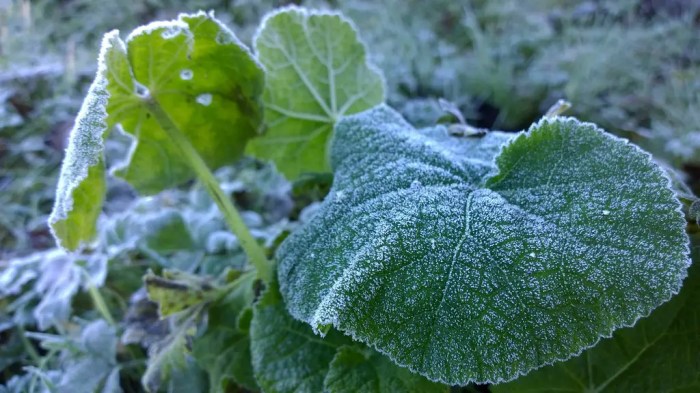 What temperature is too cold to water plants