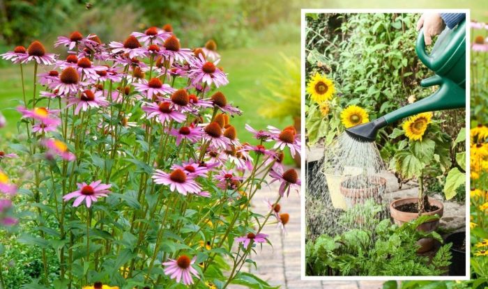 How often to water plants in summer