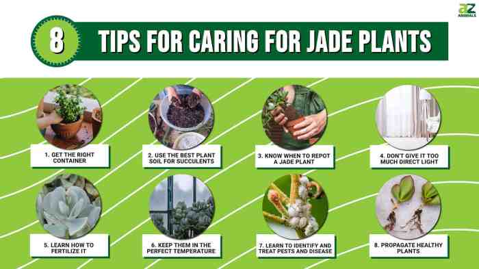 How much to water a jade plant