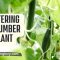 How Much to Water Cucumber Plants