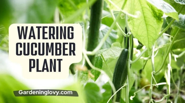 How much to water cucumber plants