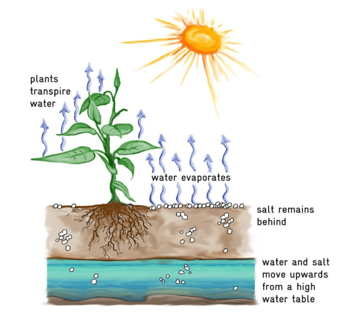 When water evaporates from plants