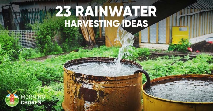 Rainwater rain collection collect collecting barrel tips mikesbackyardnursery