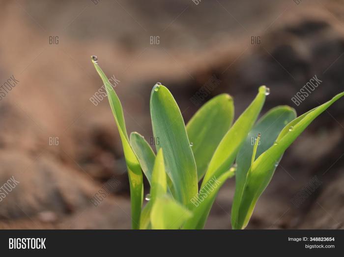 Is boiled corn water good for plants