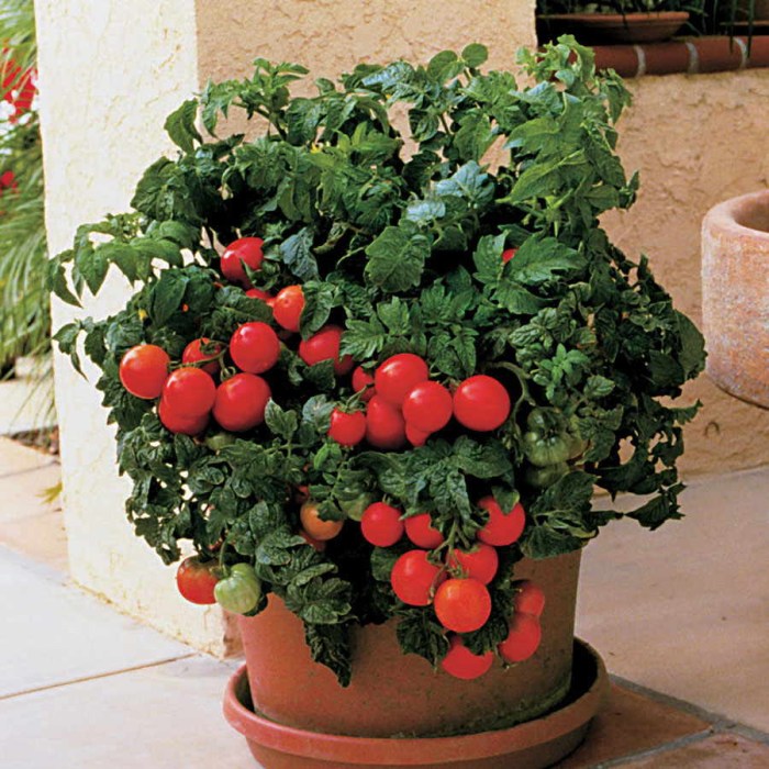 How often to water tomato plants in containers