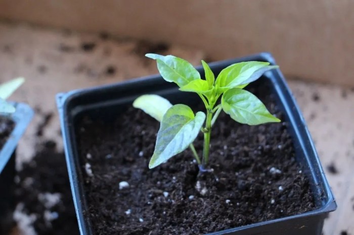 How much water do jalapeno plants need