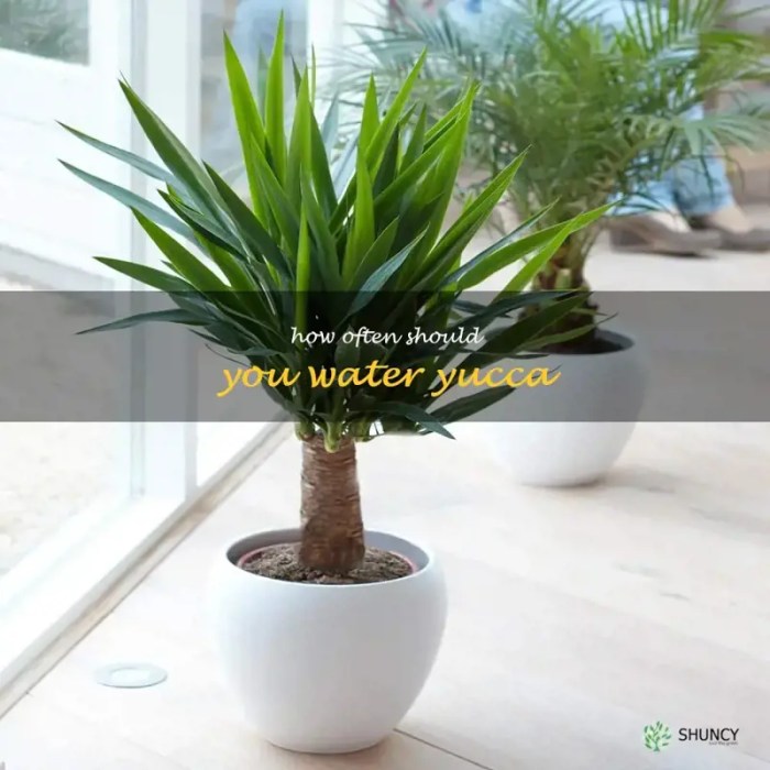 How often to water yucca plant