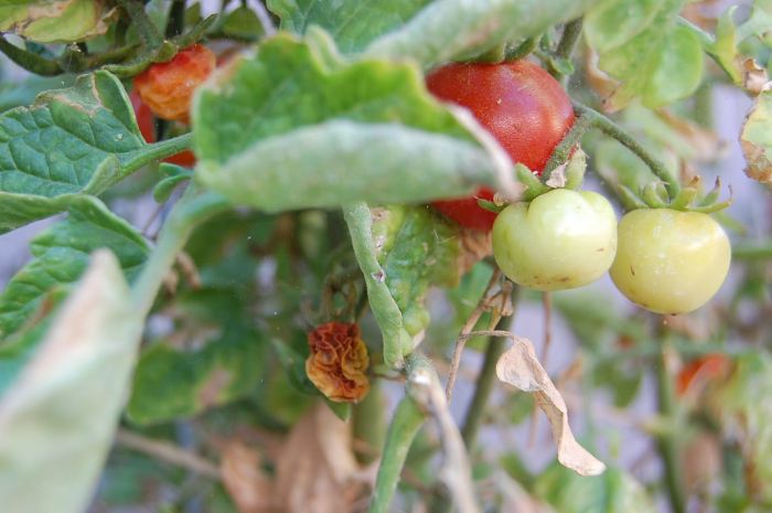 Can you over water a tomato plant