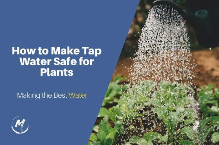 Can you water plants with tap water