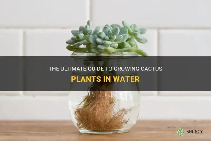 How much water for cactus plants