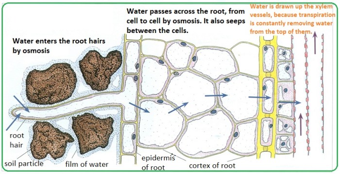 How does water move through a plant