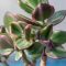 How Often Should I Water a Jade Plant?