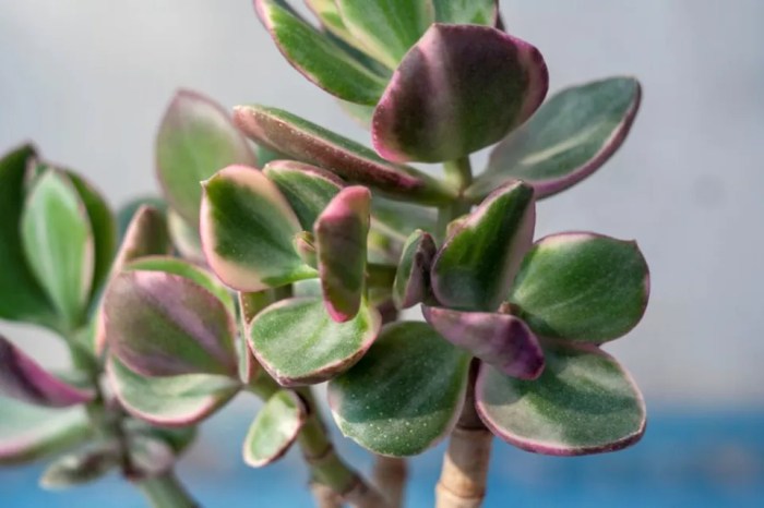 How often should i water a jade plant