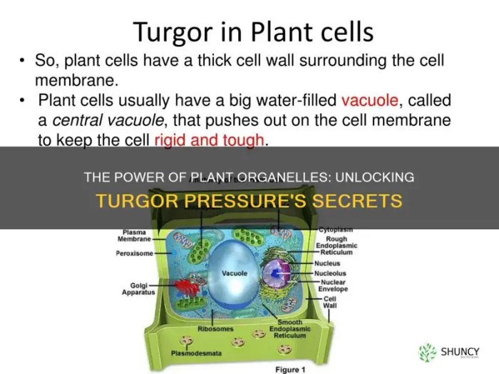 Why is water necessary for plant growth