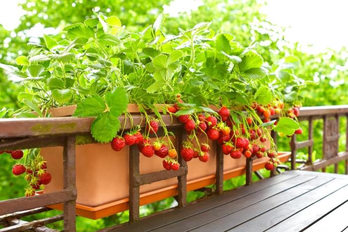 How much to water strawberry plants