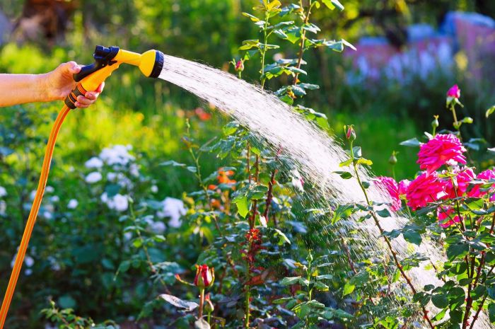 When to water outdoor plants