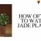 How Often Do I Water My Jade Plant?