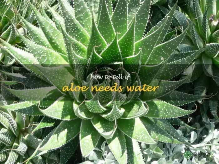 How much to water aloe plant