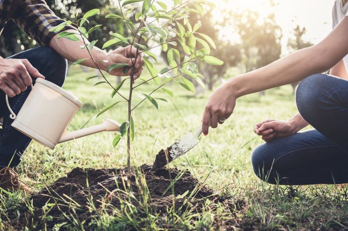 How to water newly planted trees