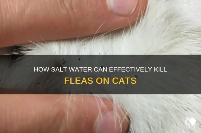 Can salt water kill plants