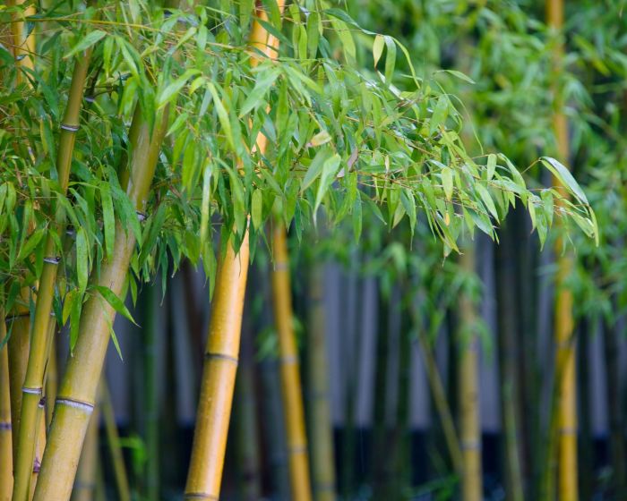 How often do i water my bamboo plant