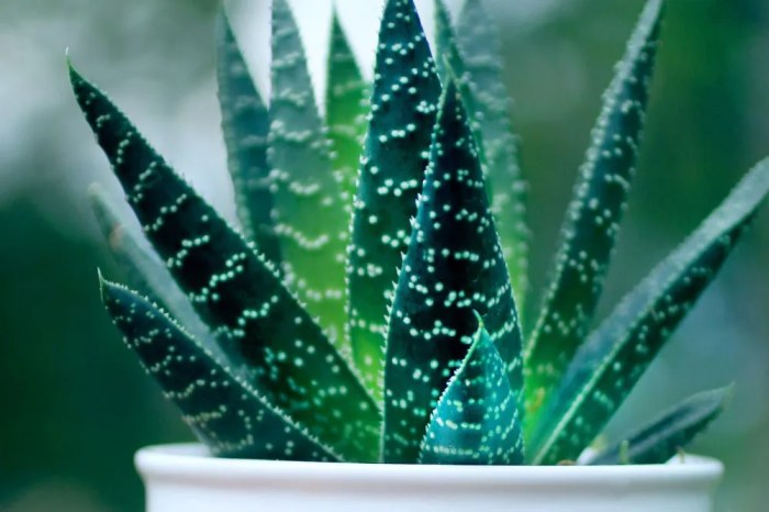 How much to water aloe plant