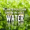 How Does Water Affect Plant Growth?