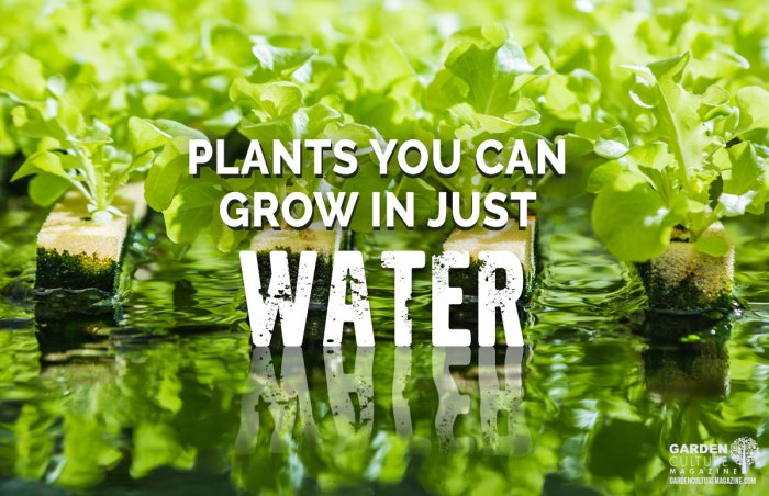 How does water affect plant growth