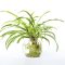 How Much Water Do Spider Plants Need?