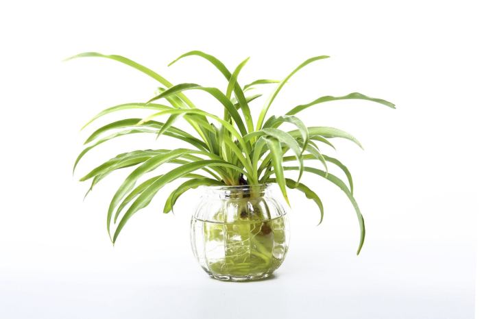 How much water do spider plants need