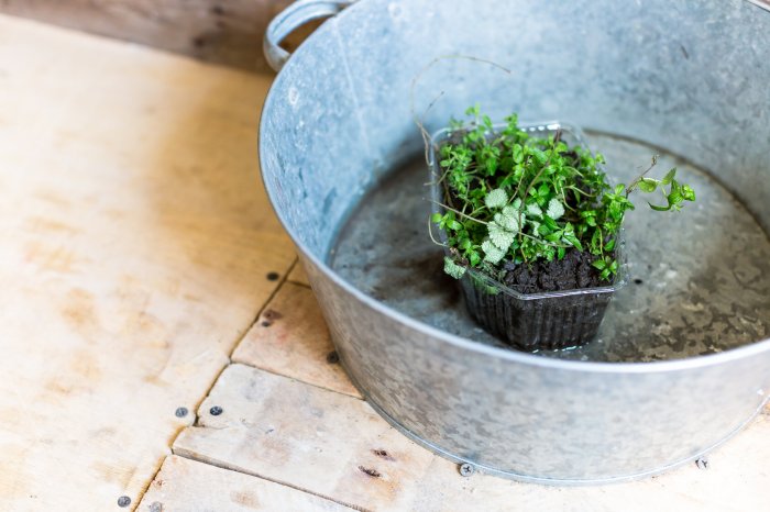 How long should you bottom water plants