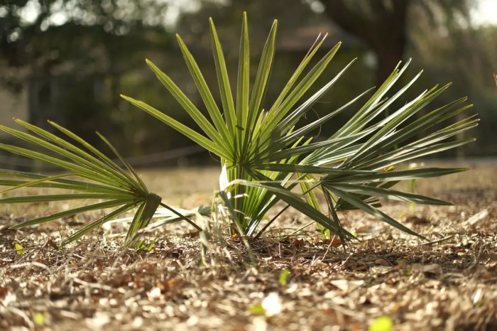 Can salt water kill plants