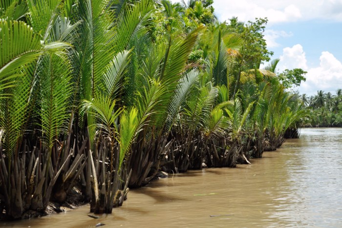 How often to water a palm plant