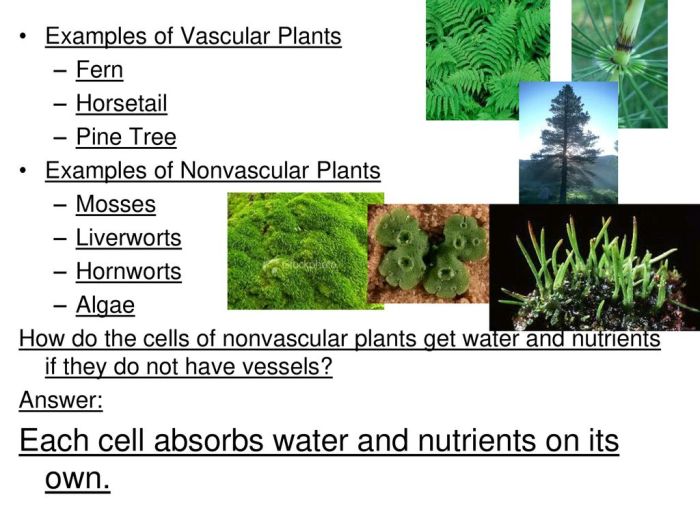 How do nonvascular plants get water