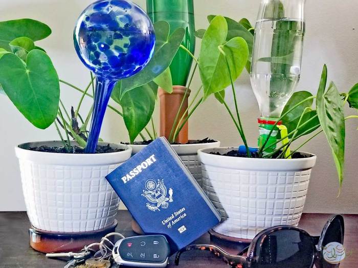 How to water indoor plants while on vacation