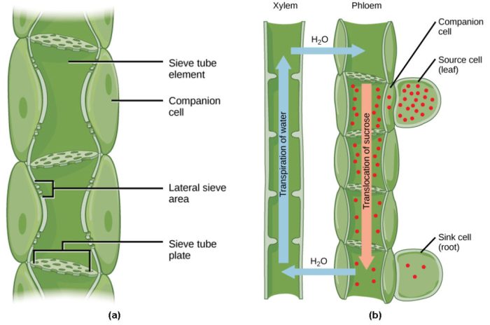 Why is water necessary for plant growth