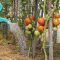 Should You Water Tomato Plants Everyday?