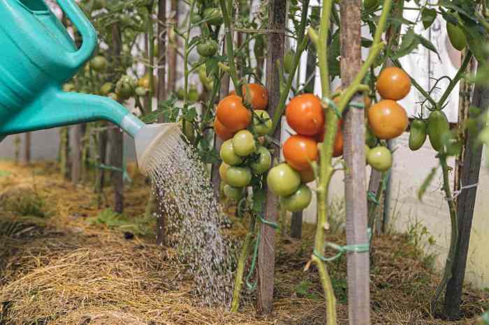 Should you water tomato plants everyday