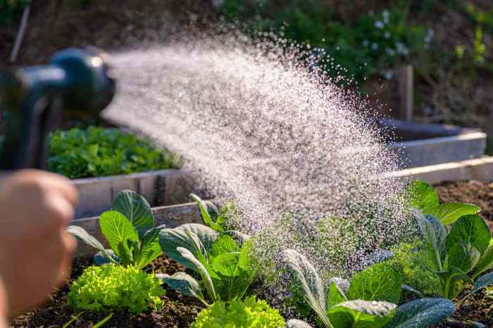 Watering plants potted watered