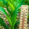 What Temperature Is Too Cold to Water Plants?