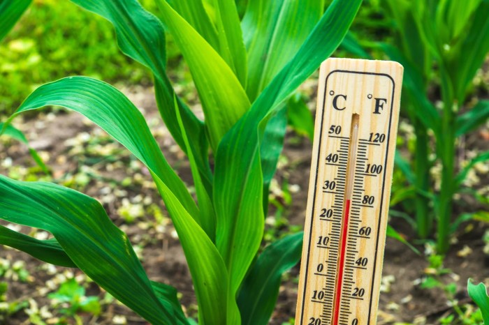 What temperature is too cold to water plants