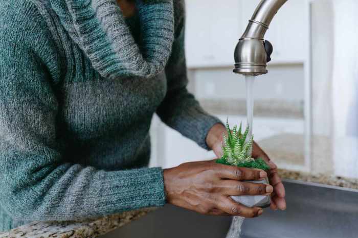 Can you water plants with tap water