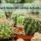 How Much Water for Cactus Plants?