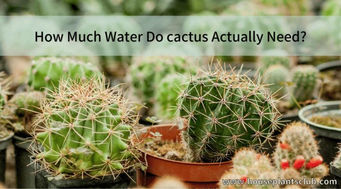 How much water for cactus plants